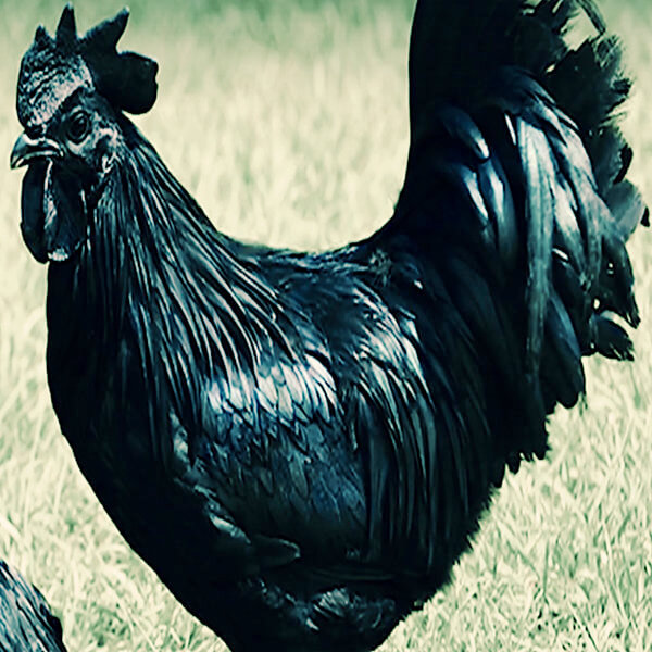 Ayam cemani