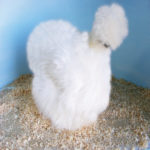 Silkie Chicken